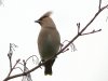 Waxwing at Pitsea (Steve Arlow) (42942 bytes)